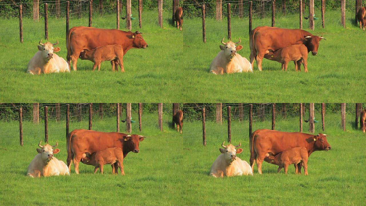 牛农村农业牦牛黄牛水牛养殖奶牛