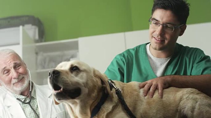 兽医检查拉布拉多检查狗狗身体状况听话的狗