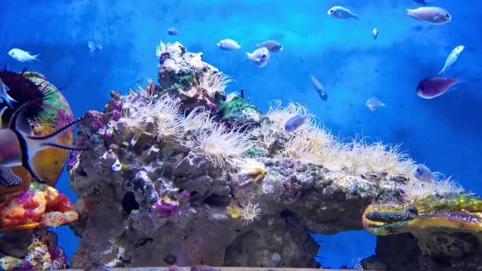 水族馆 海洋馆 鱼类  水生物 游动的鱼