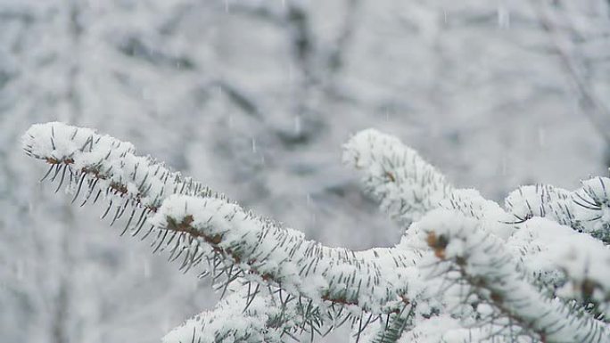 高清慢速运动：雪中云杉树枝