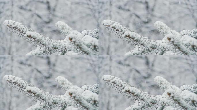 高清慢速运动：雪中云杉树枝