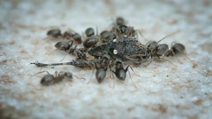 蚂蚁团队合作蚂蚁