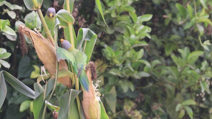 几只野生鹦鹉偷吃玉米