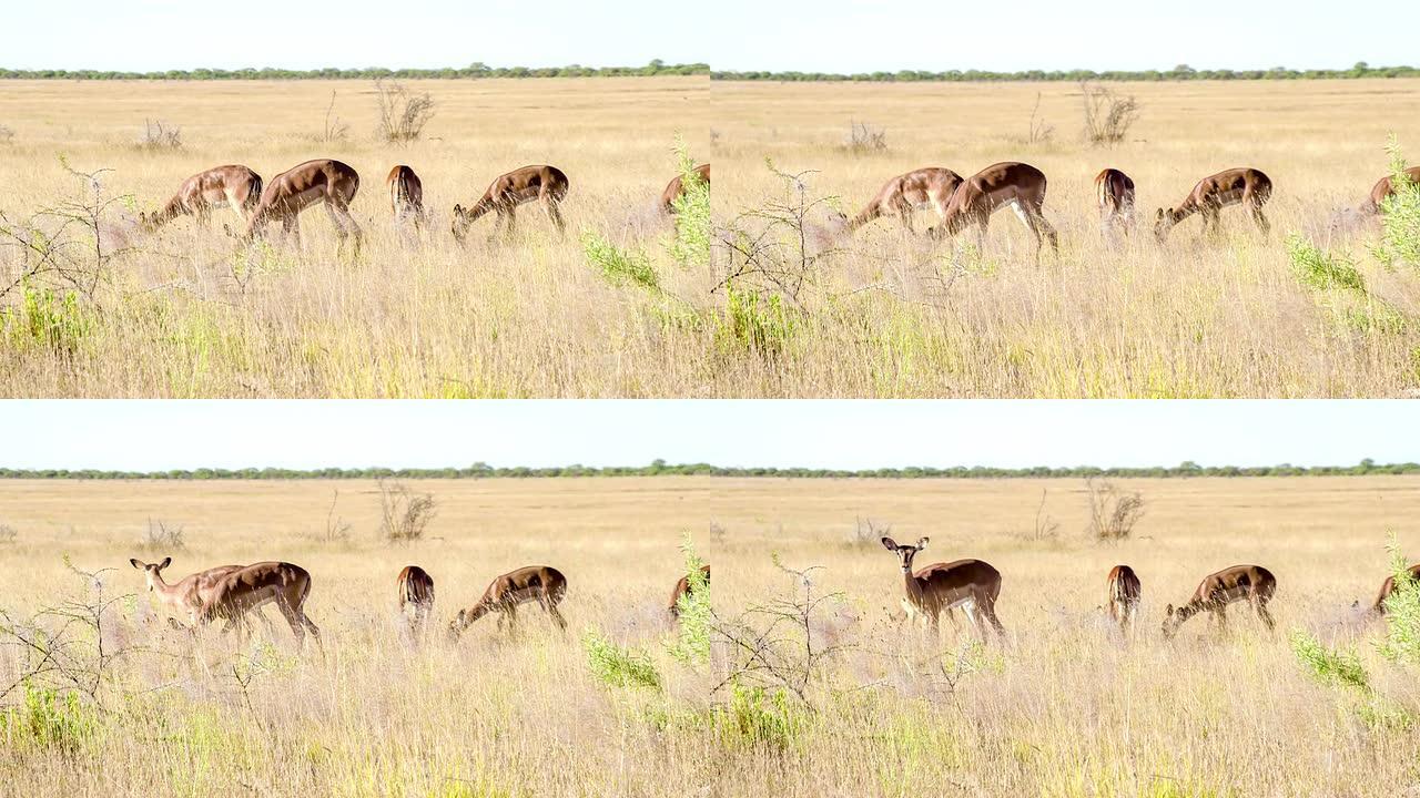 在大草原觅食的黑斑羚