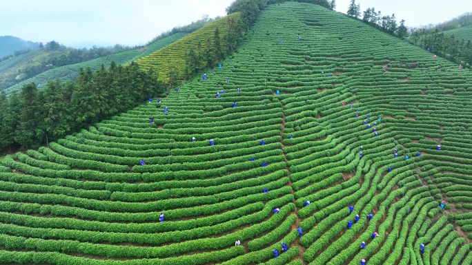 春天农民在茶园中采摘茶叶
