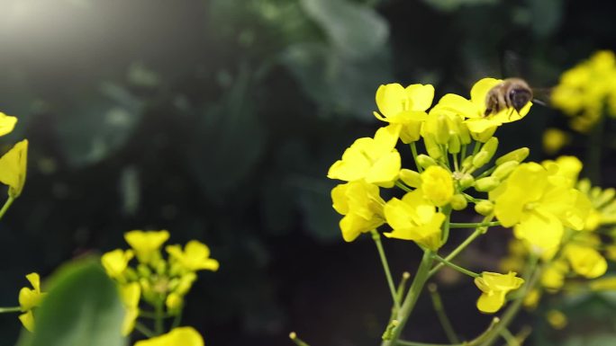 {合集}8段蜜蜂在油菜花上采蜜升格空镜