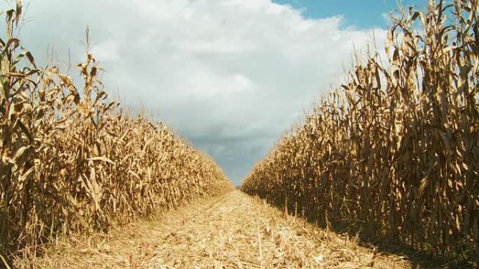 HD DOLLY：玉米地里的小径