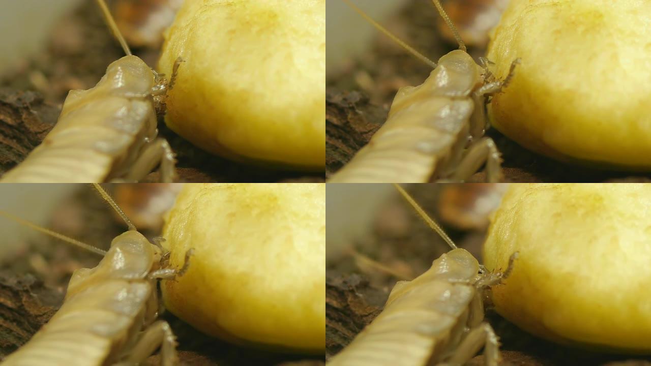 吃蟑螂蟑螂科普