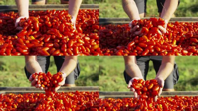 一个小男孩的完美手在夏天的西红柿中收集并抚摸着一些新鲜的西红柿。