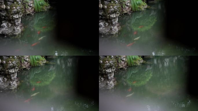雨天景观池中观赏鱼锦鲤