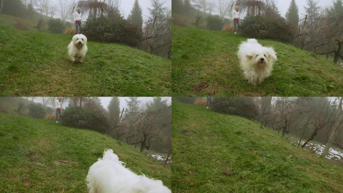 高清超级慢镜头：狗跑向镜头