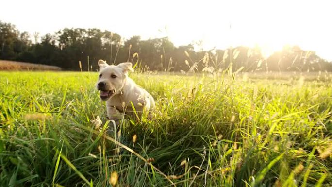 SLO MO小狗在高高的草地上奔跑