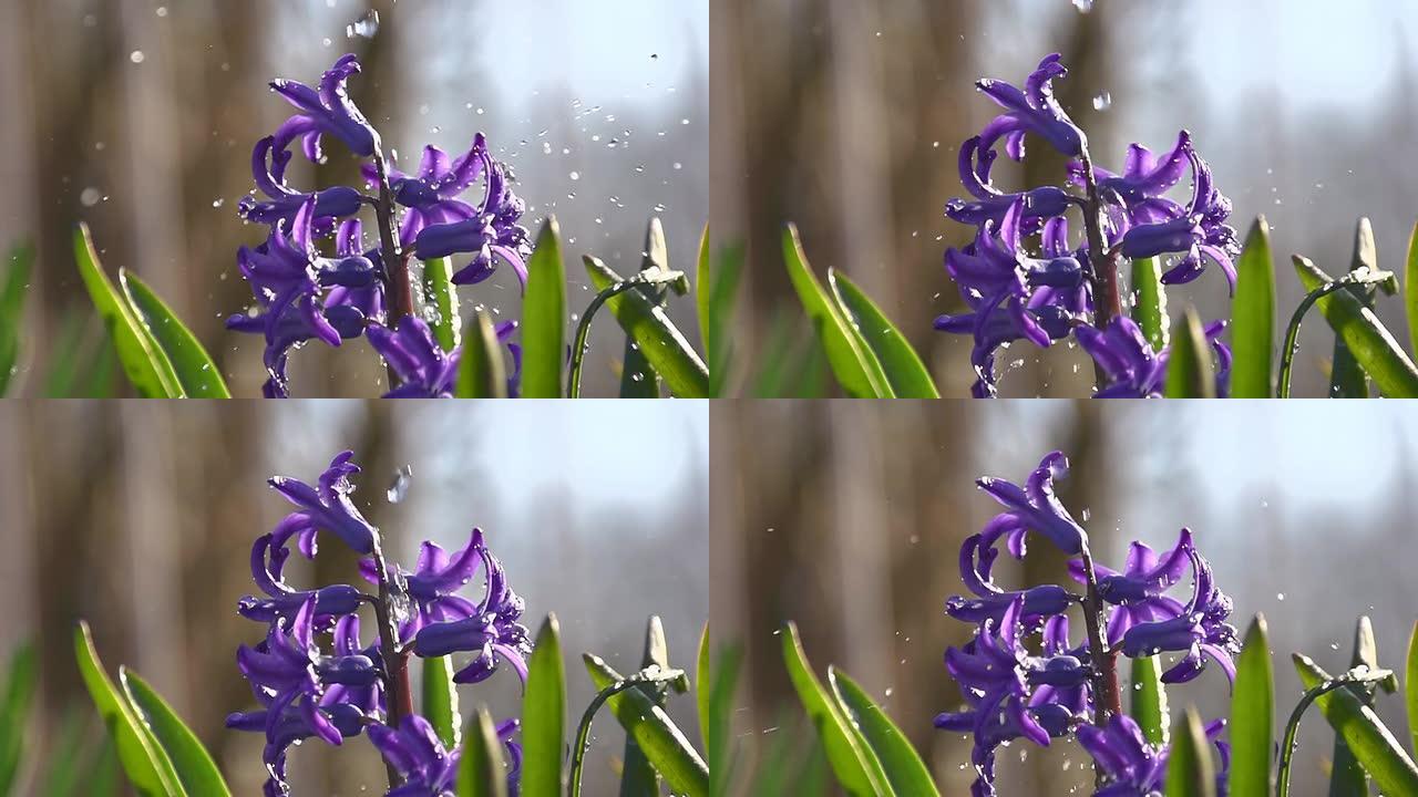 高清超级慢镜头：浇花