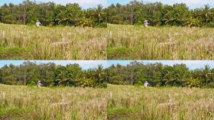 巴厘岛LS农民在稻田里劳作