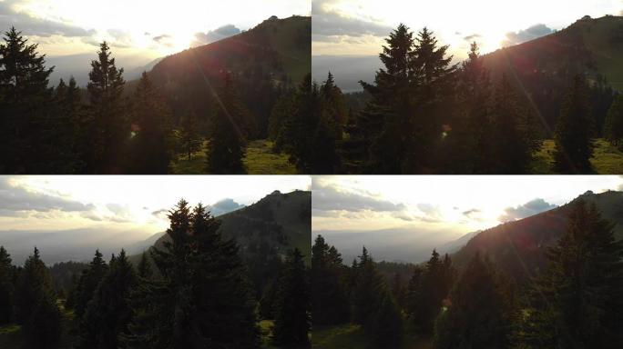 空中: 金色的傍晚阳光照在斯洛文尼亚山脉的高大云杉树上。