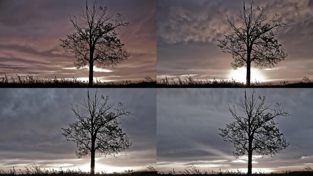 高清动态时间剪辑：树上的风暴云