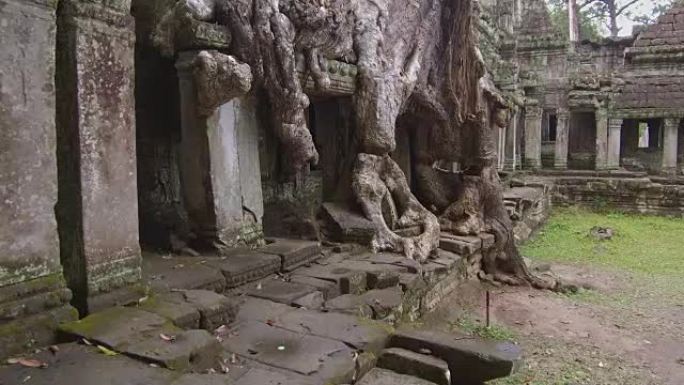 在一个长满粗大树根的腐朽佛寺周围散步。