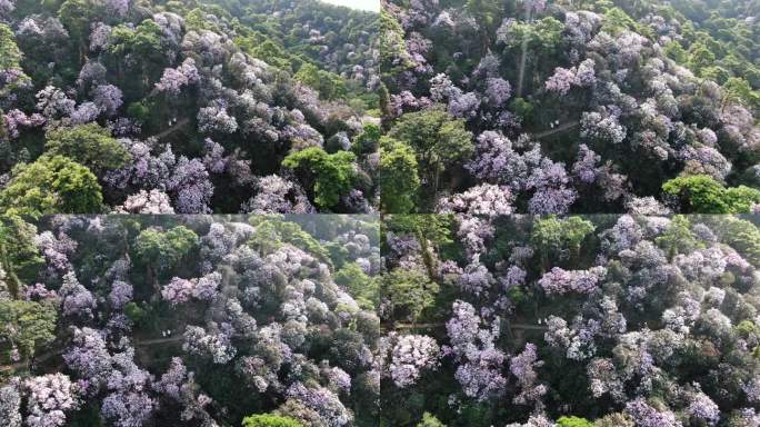 深圳梧桐山杜鹃花花海