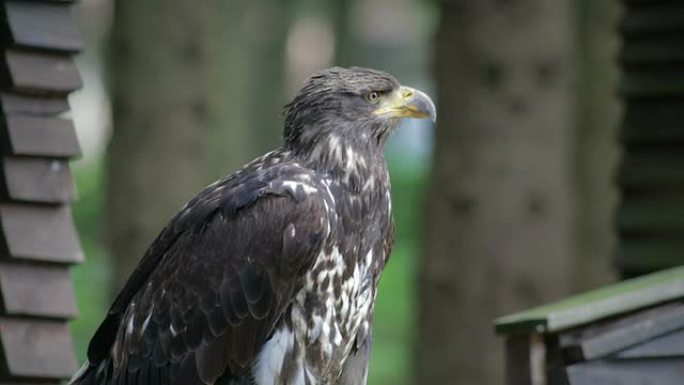 猛禽野生动物保护生物生态飞翔飞鸟