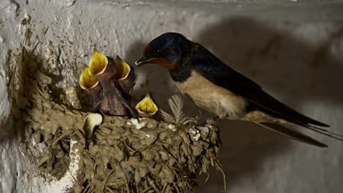 SLO MO鸟在巢中喂养小鸡