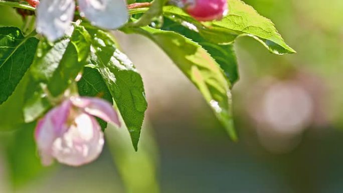 SLO MO雨滴从苹果花上滴下来