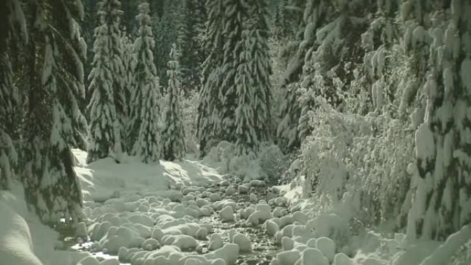 太阳在白雪皑皑的森林中移动