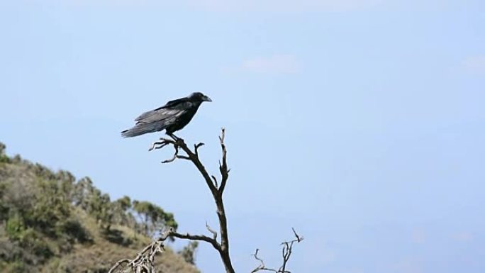 坐在树枝上的黑乌鸦