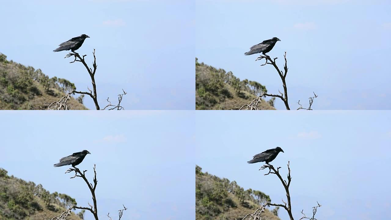坐在树枝上的黑乌鸦