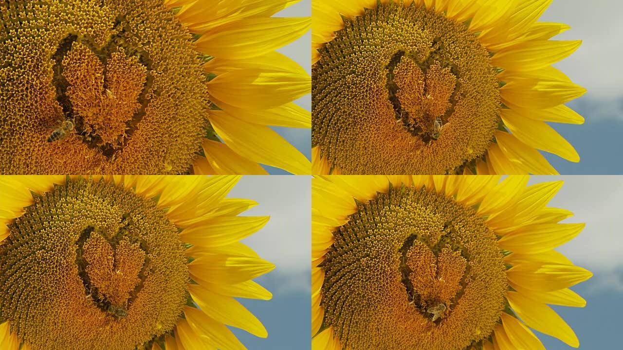 HD：蜜蜂在心形向日葵上