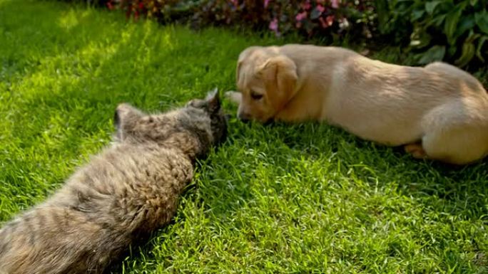 MS LA猫和小狗躺在一起