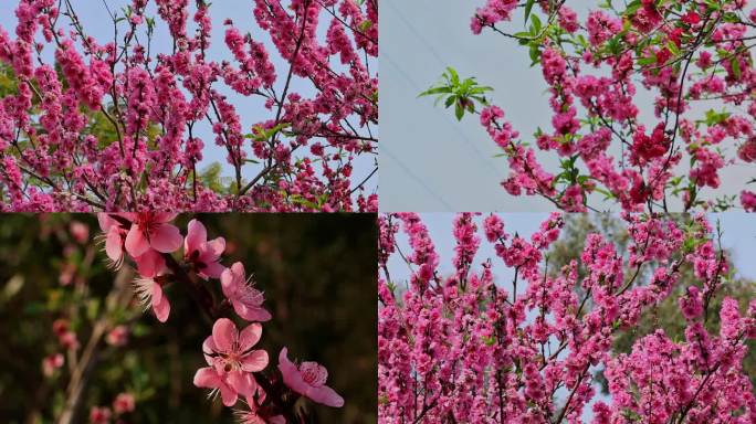 春暖花开桃花盛开合集