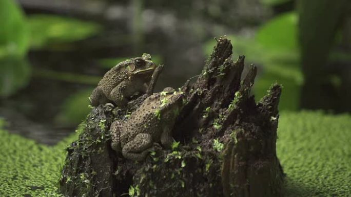 蟾蜍湿地蛙类爬行动物
