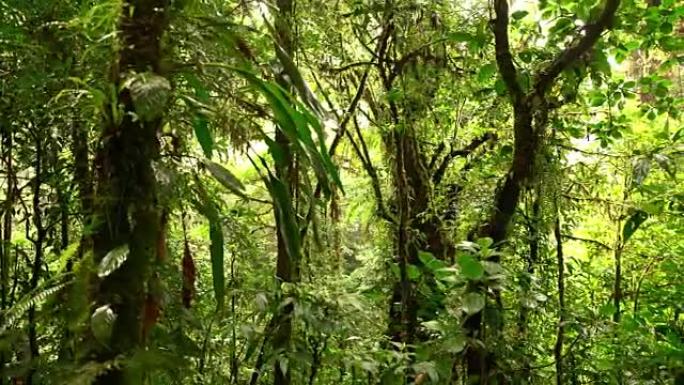 哥斯达黎加的热带森林