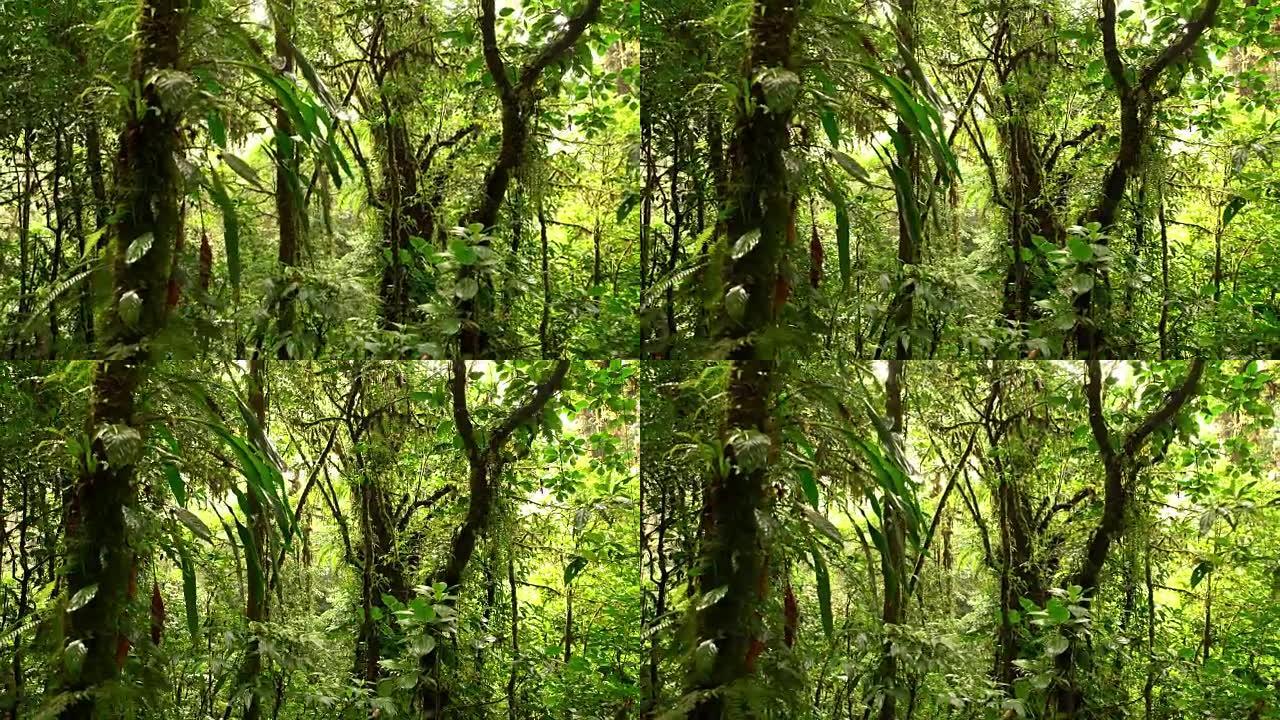 哥斯达黎加的热带森林