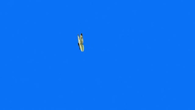 蓝色背景上飞翔的白色蝴蝶白菜