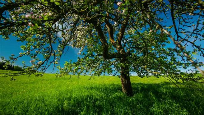 STEADYCAM：绿色田野上的孤独之树