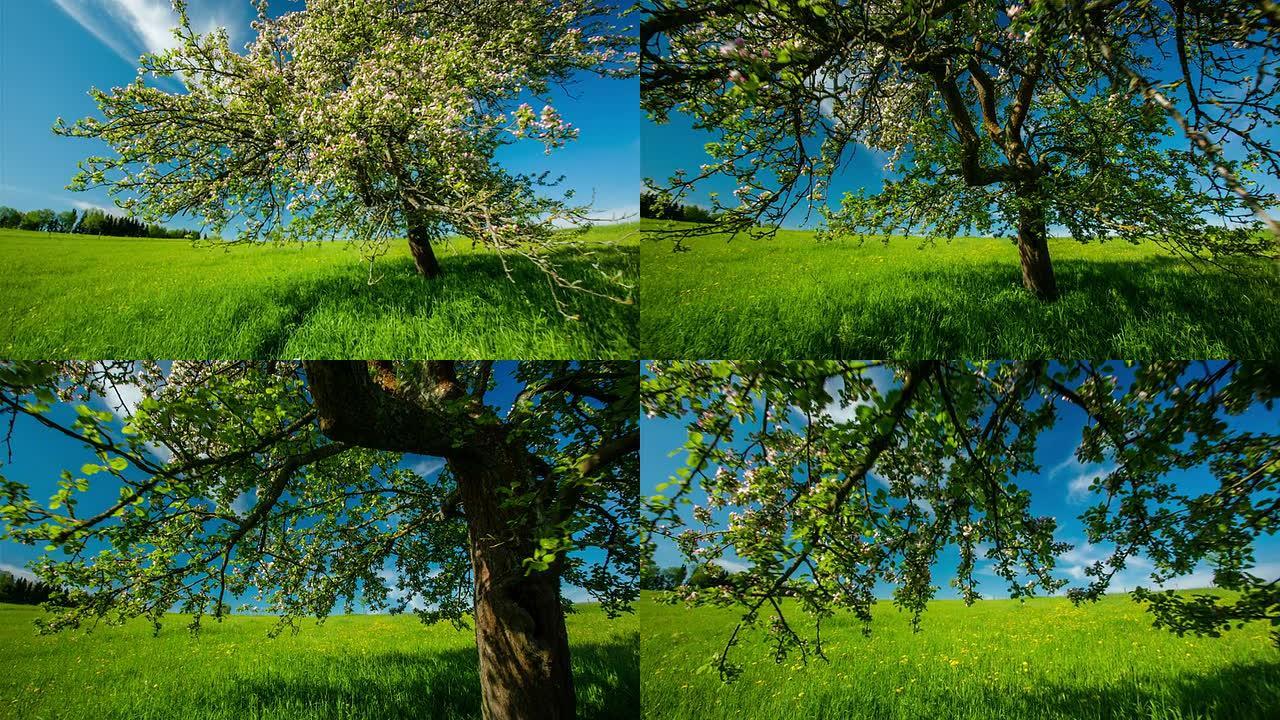 STEADYCAM：绿色田野上的孤独之树
