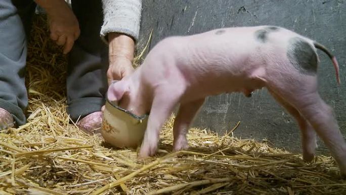 HD：农民喂养小猪