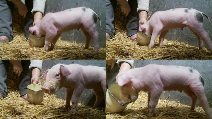 HD：农民喂养小猪