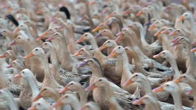 慢动作FHD镜头，大量鸭子在农场，行为和家畜概念中行走和移动