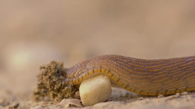 蜗牛在一块小石头上爬行