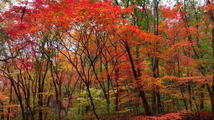4K超清秋天色彩本溪枫叶自然风光颜色风景