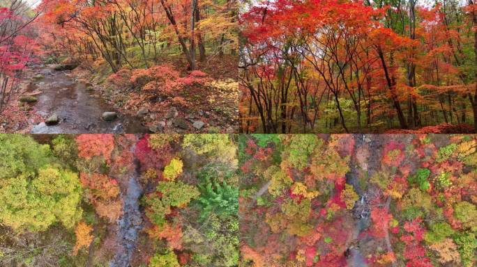 4K超清秋天色彩本溪枫叶自然风光颜色风景