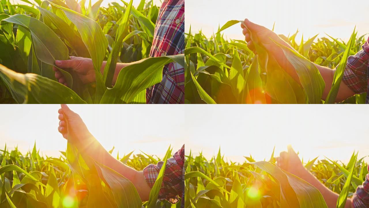 CU农民检查收成粽叶玉米地触摸叶子