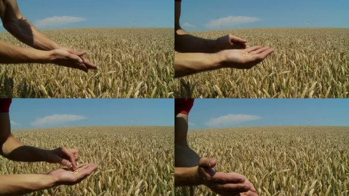HD：小麦生产