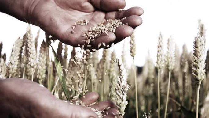高清超慢MO: 农民的手检查小麦谷物