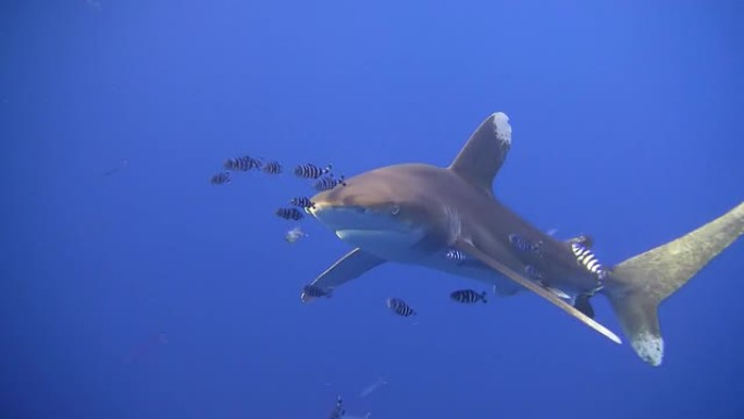 高清：鲨鱼特写鲨鱼海洋大海野生动物