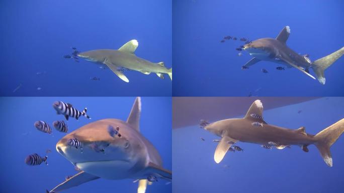 高清：鲨鱼特写鲨鱼海洋大海野生动物