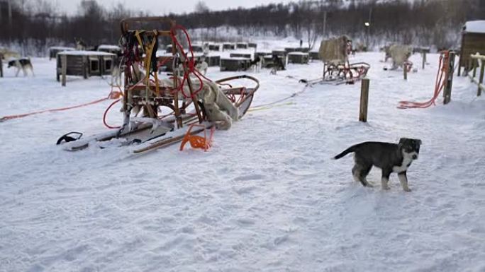 WS在挪威著名的旅馆之一雪橇小狗