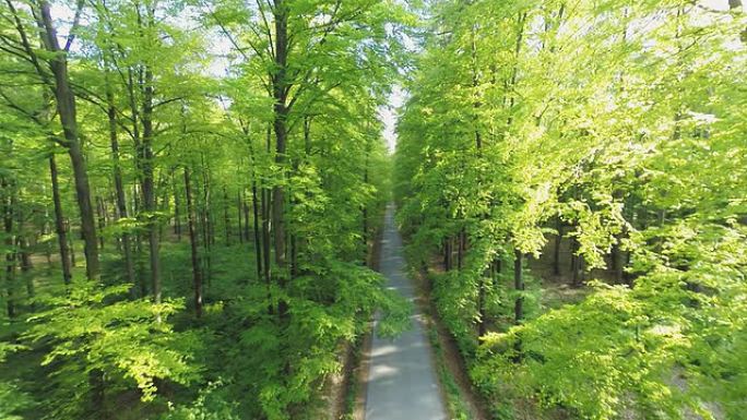 高清赫利: 森林里的一条路的镜头